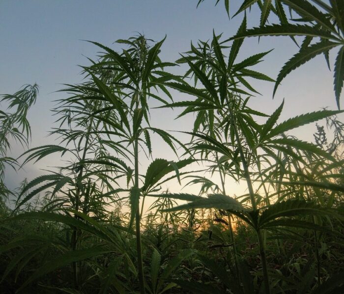 cannabis by daytime cannabis by daytime
